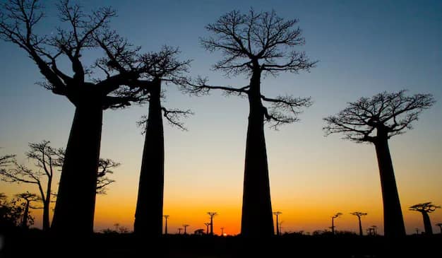 Madagascar — where this visa takes you