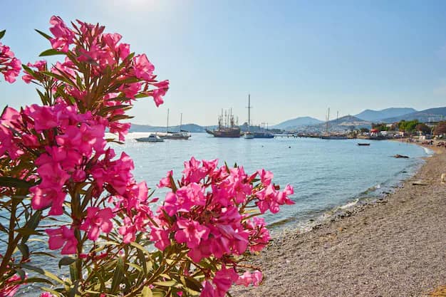 Bodrum Travel Guide from India: Castle, Gulet Cruises & Aegean Beaches