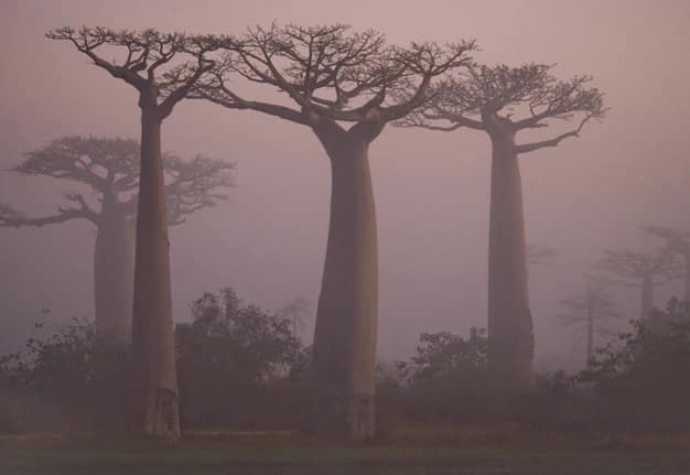 Antananarivo · Morondava · Nosy Be, Madagascar