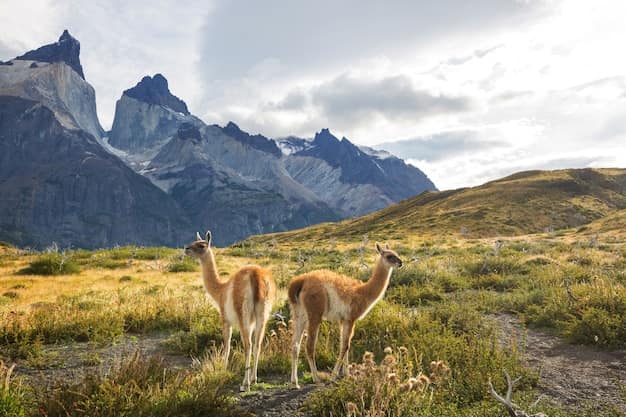 Torres del Paine, Chile: A Patagonia Park Guide for Indian Travellers