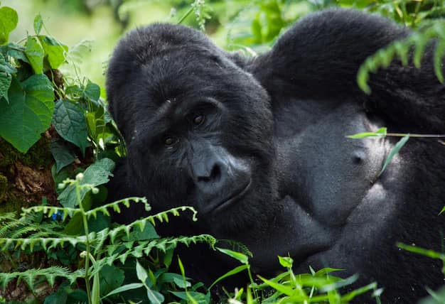 Entebbe · Bwindi · Queen Elizabeth NP, Uganda