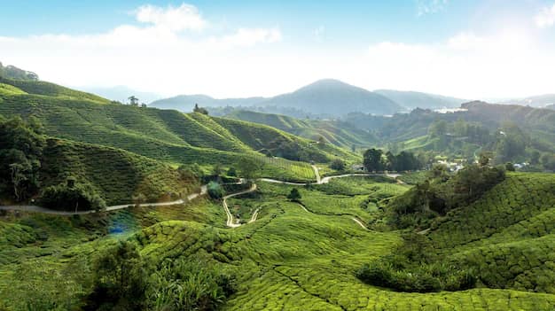 Cameron Highlands Travel Guide from India: Tea Estates, Strawberry Farms & Cool Mountain Air